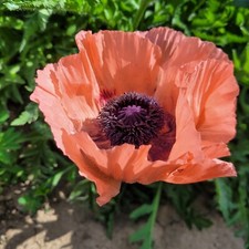 Türkischer mohn lachsrosa gebraucht kaufen Türkischer mohn lachsrosa gebraucht kaufen  Oberursel (Taunus)