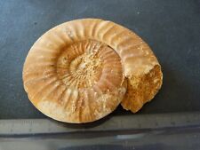 Ammonites fossiles bajocien d'occasion  Saint-Aubin-sur-Mer