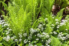Ostrich fern spores for sale  HOUNSLOW