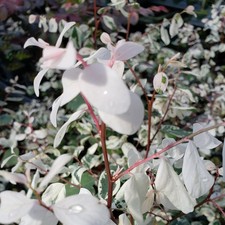 Dwarf nana snowbush for sale  Bowling Green