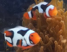 Clownfish georgios percula for sale  Kansas City
