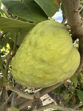 Seeds booth cherimoya for sale  San Jose