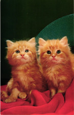 Tabby kittens cats for sale  San Diego