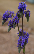 Salvia nutans nodding for sale  MARCH