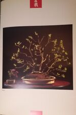 Bonsai salice olivo usato  Roma