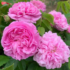 melhor odor -ROSA - DAMASCENA - 10 estacas frescas para enraizamento, usado comprar usado  Enviando para Brazil