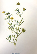 Corn crowfoot antique for sale  TORRINGTON