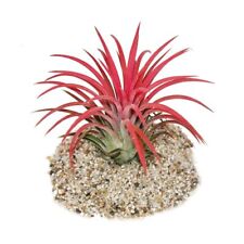 Exotenherz tillandsia ionantha gebraucht kaufen  Zweibrücken