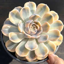 Imported succulents live for sale  San Jose
