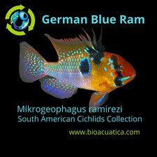 Beautiful german blue d'occasion  Expédié en Belgium