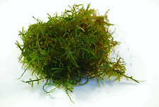 Live java moss for sale  Lanoka Harbor