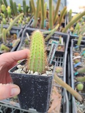 Hildewintera hellobi plant usato Hildewintera hellobi plant usato  San Marco Evangelista