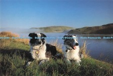 D286133 welsh sheepdogs for sale  WARLINGHAM