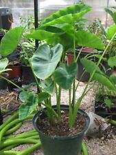 Live colocasia esculenta for sale  Sharpsburg