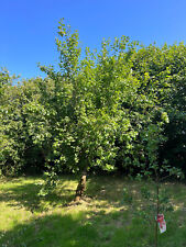 Logs sale. large for sale  OKEHAMPTON