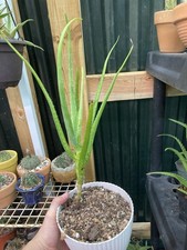 Aloe rivierei pot for sale  Houston