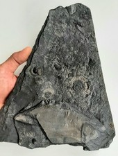 Grande matrice fossile usato  Minerbio