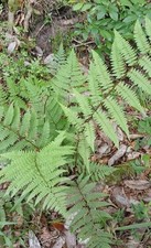 Lady ferns rare for sale  Samson