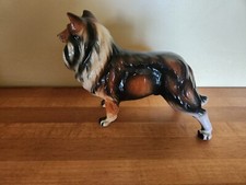 lassie collie for sale lassie collie for sale Stafford