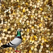 Pigeon dove seed for sale  El Cajon
