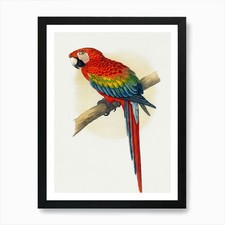 Parrot art print d'occasion  Expédié en Belgium