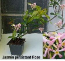 Jasmin rose feuillage d'occasion  Saint-Cyr-en-Val