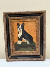 Fine boston terrier for sale  Lubbock