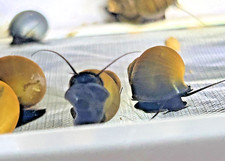 Mystery snails mixed for sale  Glenside
