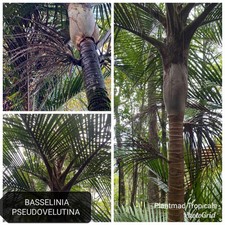 Usado, Palma rara Basselinia Pseudovelutina Palm  comprar usado  Enviando para Brazil