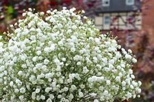 250 baby breath for sale  LOUGHTON