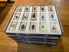Vintage bugs insects for sale  UK