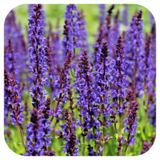 Salvia superba dwarf for sale  LINCOLN