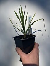 Yucca filamentosa needle for sale  WIGTON
