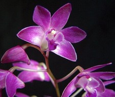 Fragrant orchid dendrobium for sale  Fullerton