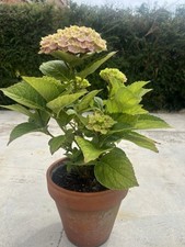 Magical amethyst hydrangea for sale  PETWORTH