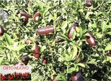 Talee limone caviale usato  Campo Calabro