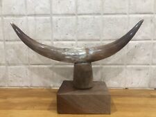 Cow bull horns for sale  ROSS-ON-WYE