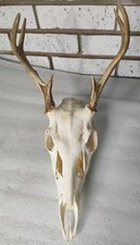 Vintage deer skull for sale  Lawrenceville
