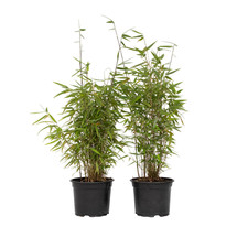 Chinese fountain bamboo for sale  Shipping to Ireland