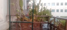 Cactus fico india usato  Catania