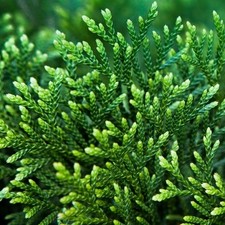 Thuja plicata 7.5 for sale  UK
