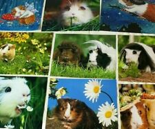 Süsse meerschweinhen poster gebraucht kaufen  Solingen