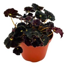 Begonia dark mambo for sale  Sorrento