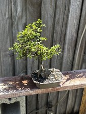 Graceful chinese elm for sale  Brentwood