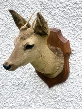 Taxidermy roe deer for sale  ENNISKILLEN
