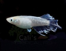fish aquarium freshwater for sale fish aquarium freshwater for sale Garden Grove