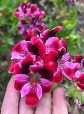 Rare pink burgundy for sale  Vista