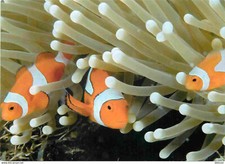 Animaux poissons poisson d'occasion  Fruges