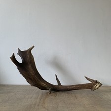 Vintage large fallow for sale Vintage large fallow for sale  LEWES