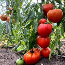 Tomatensamen ukrainische sorte gebraucht kaufen  Beilngries